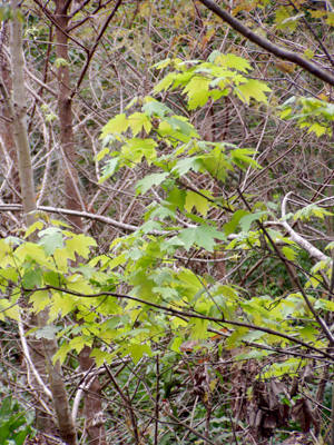 Acer rubrum