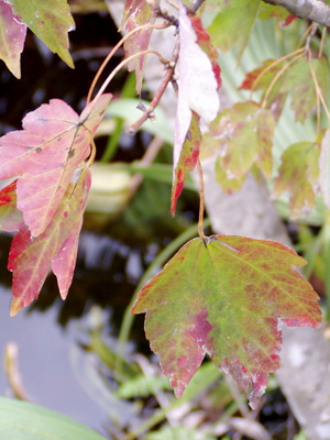 Acer rubrum