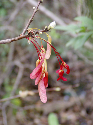 Acer rubrum