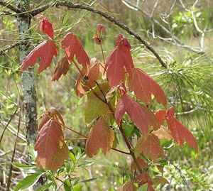 Acer rubrum