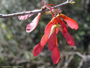 Acer rubrum