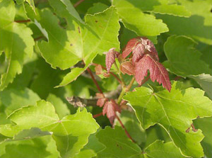 Acer rubrum