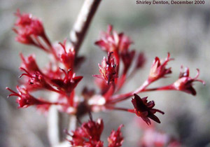 Acer rubrum