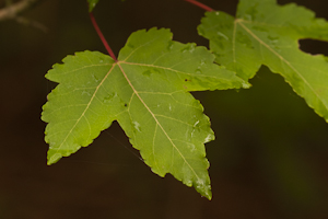 Acer rubrum