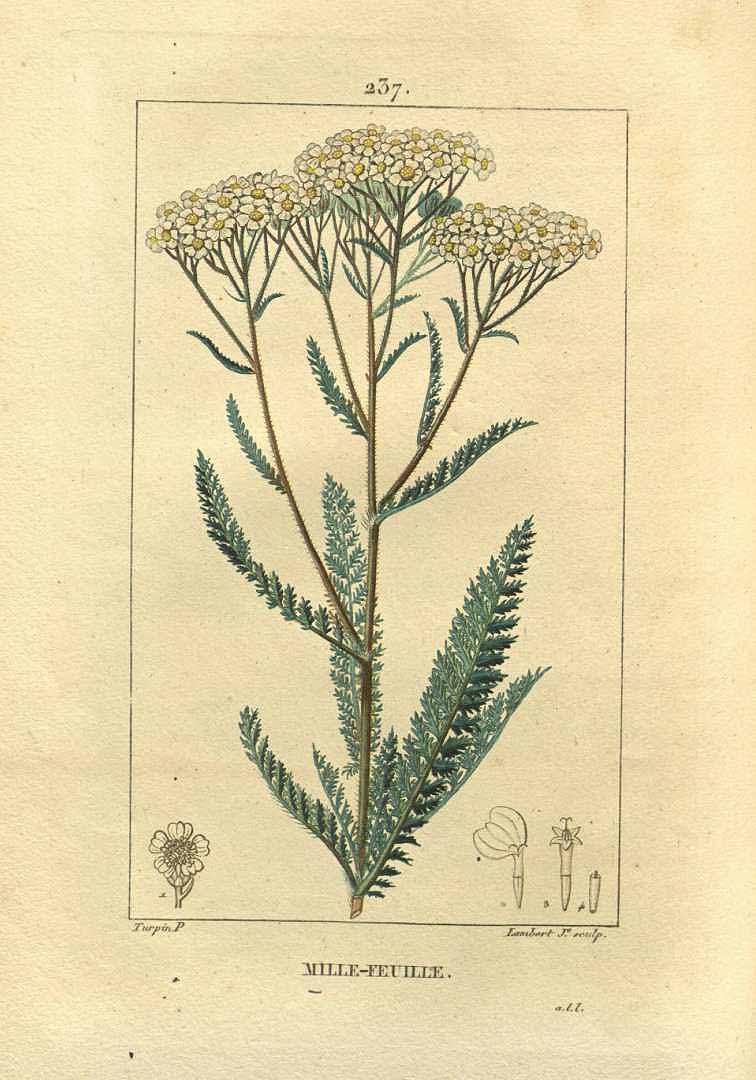 Achillea millefolium