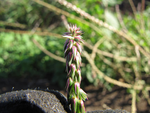 Achyranthes aspera