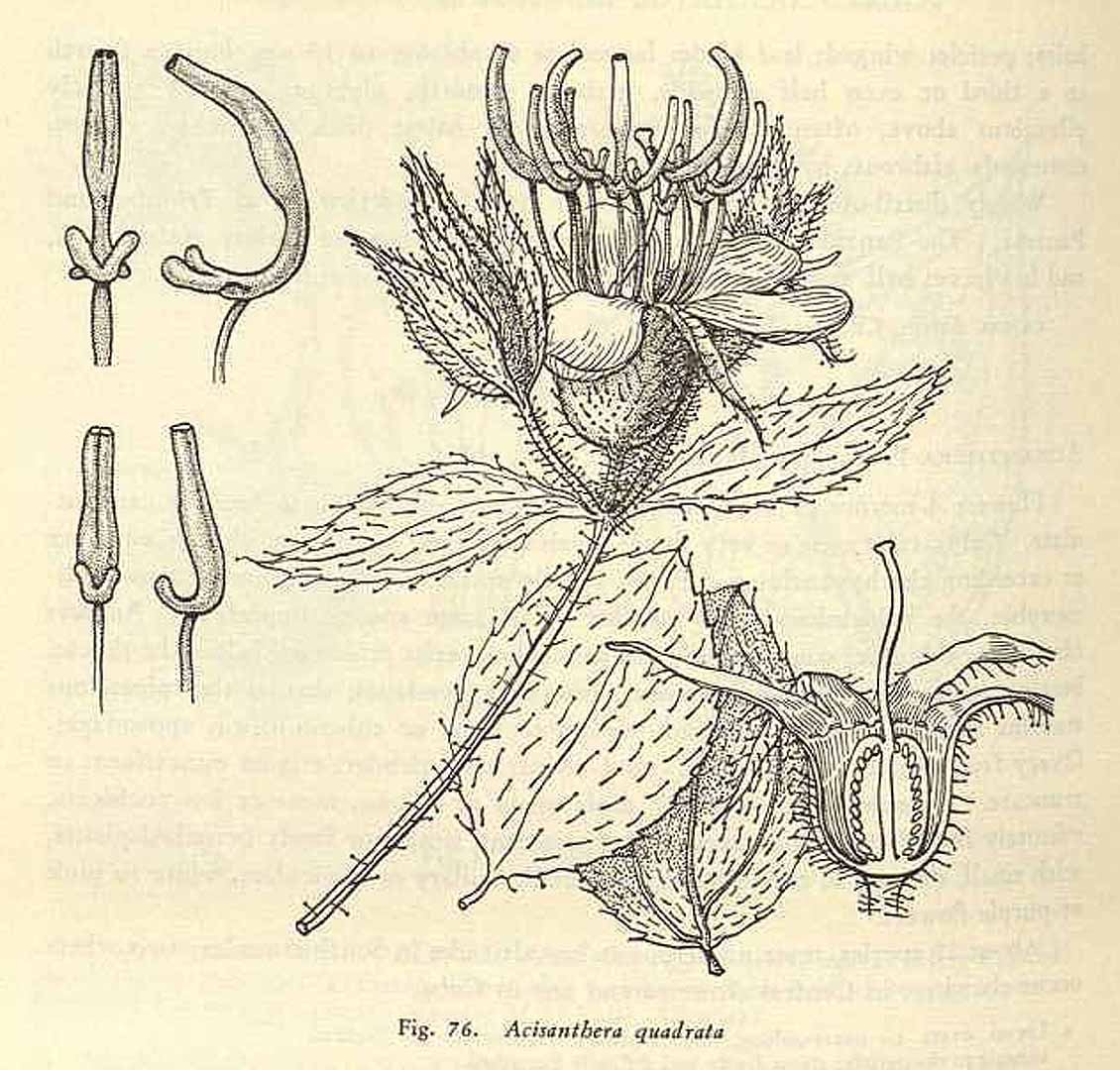 Acisanthera quadrata