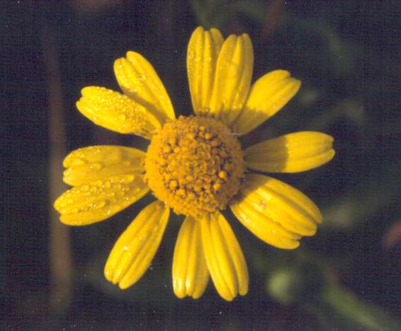 Acmella oppositifolia