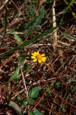 Acmella oppositifolia