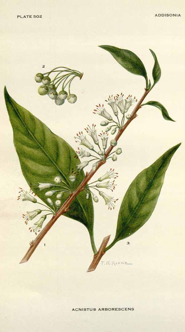 Acnistus arborescens