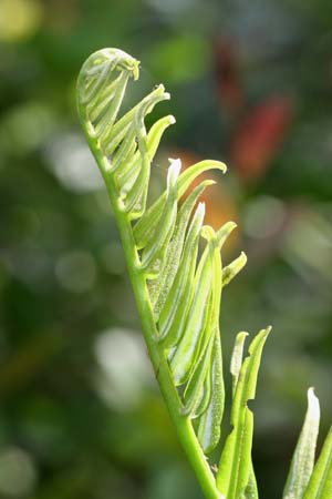 Acrostichum danaeifolium