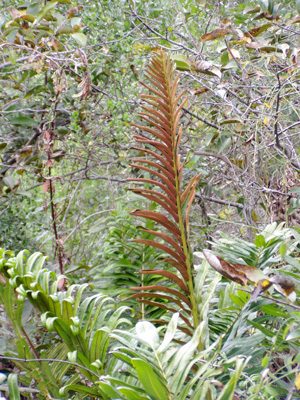 Acrostichum danaeifolium