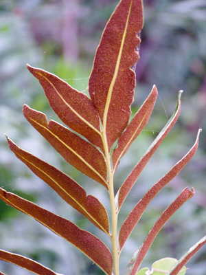 Acrostichum danaeifolium