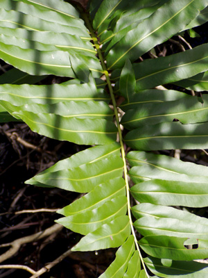 Acrostichum danaeifolium