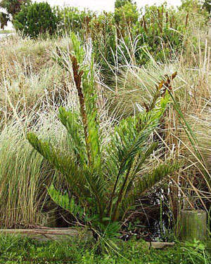 Acrostichum danaeifolium