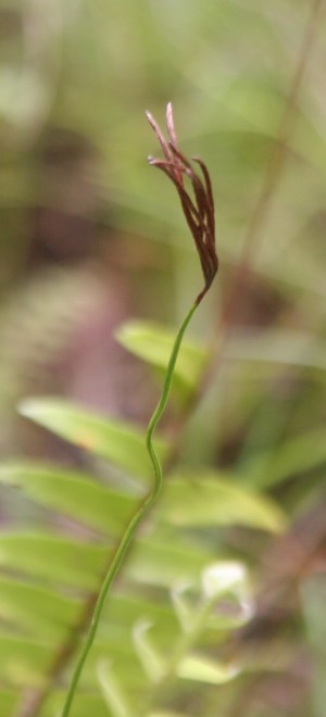 Actinostachys pennula