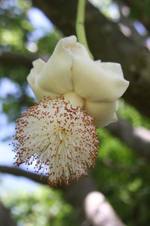 Adansonia digitata