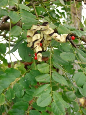 Adenanthera pavonina