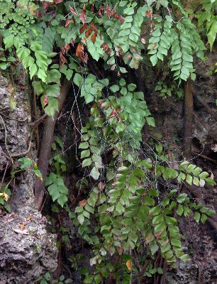 Adiantum anceps