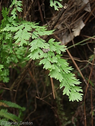 Adiantum capillus-veneris