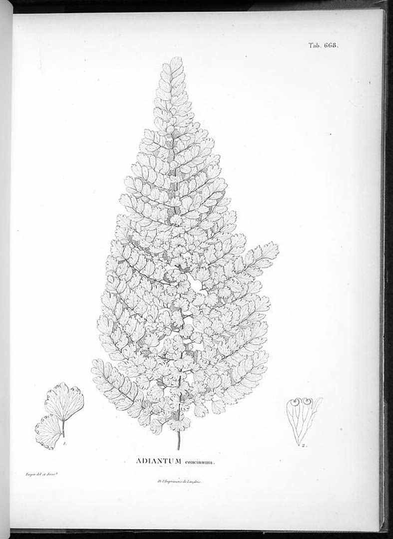 Adiantum concinnum