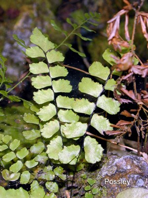 Adiantum melanoleucum