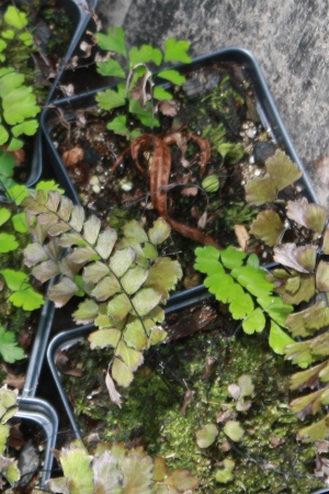 Adiantum melanoleucum