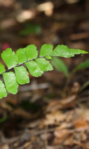 Adiantum melanoleucum