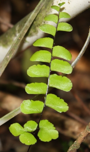 Adiantum melanoleucum