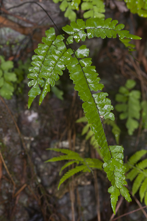 Adiantum melanoleucum