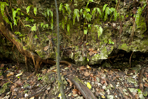 Adiantum melanoleucum