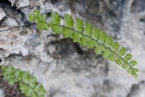 Adiantum melanoleucum