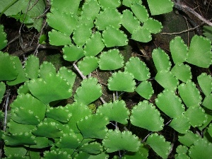 Adiantum raddianum