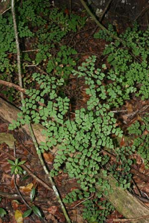 Adiantum tenerum