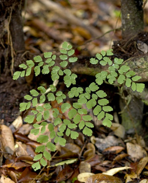 Adiantum tenerum