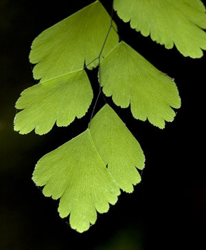 Adiantum tenerum