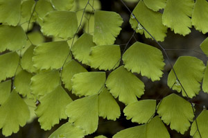 Adiantum tenerum