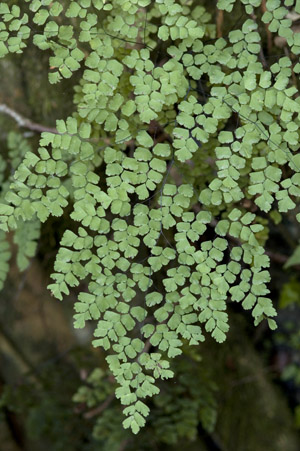 Adiantum tenerum