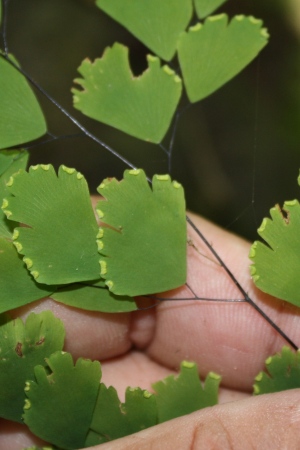 Adiantum tenerum