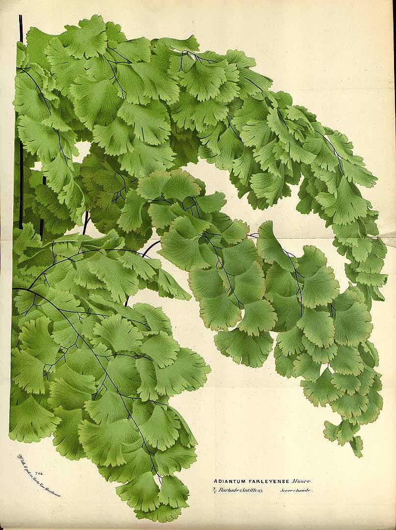 Adiantum tenerum