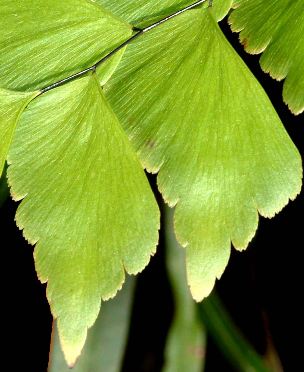 Adiantum trapeziforme