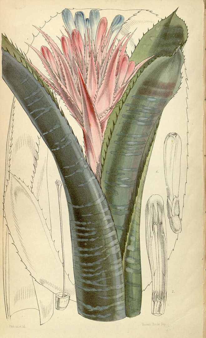 Aechmea fasciata