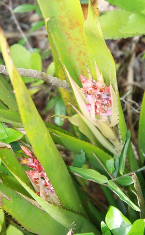 Aechmea nudicaulis