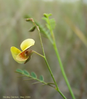 Aeschynomene pratensis