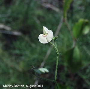 Aeschynomene viscidula