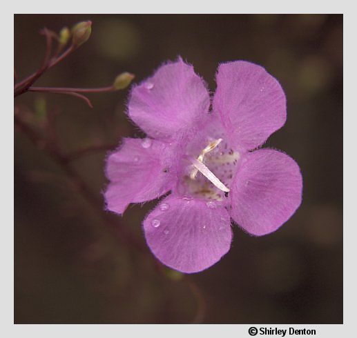 Agalinis filifolia