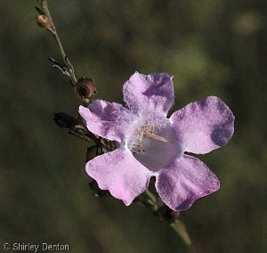 Agalinis linifolia