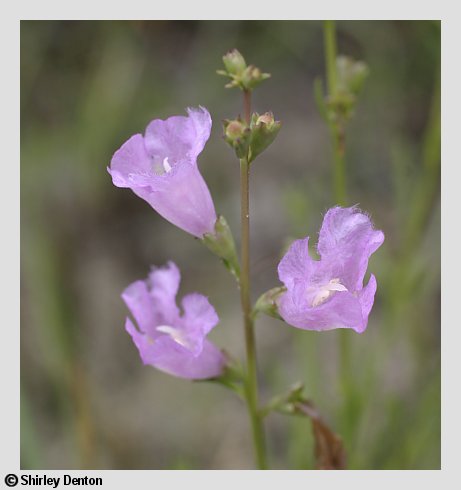 Agalinis maritima