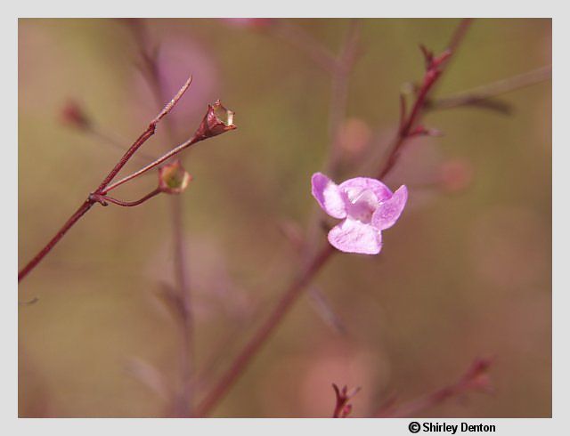 Agalinis obtusifolia