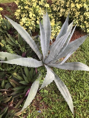 Agave americana